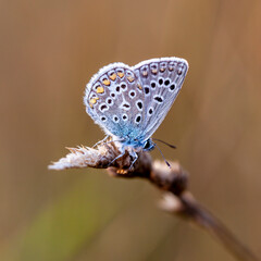 butterfly, a picture it is made in the field, in a native habitat