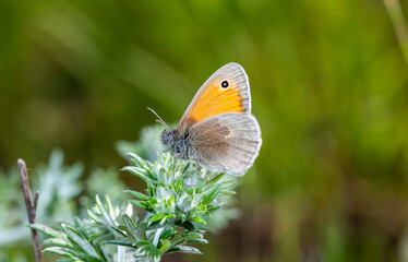 butterfly, a picture it is made in the field, in a native habitat