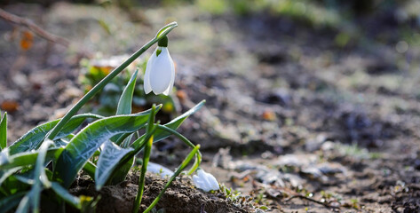 Snowdrop flowers in the garden, sunlight. The first beautiful snowdrops in the spring. Snowdrop ordinary flowering. Selective focus, banner image with sunbeams