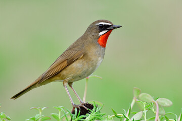 Fototapeta premium fresh and vivid red throat bird proudly perching on top of pole among green plants in mewdow field, siberian rubythroat