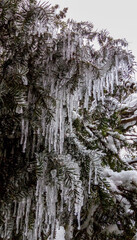 frozen trees