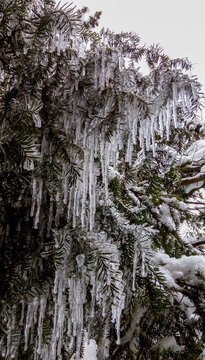 frozen trees
