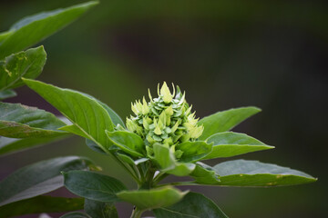 close up of Leaves and flower of Ocimum sanctum, holy basil tulsi on white background wallpaper photo