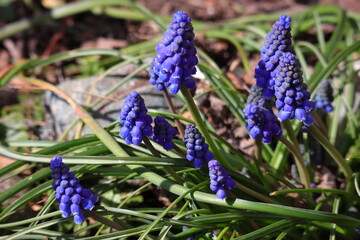 Traubenhyazinthe, Blüte, Blau