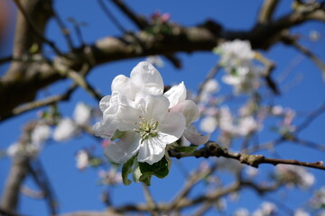 Frühling