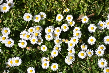 Gänseblümchen, Ausdauerndes Gänseblümchen, Mehrjähriges Gänseblümchen, Maßliebchen, Tausendschön, Monatsröserl, Margritli,  Blume, Wiesenblumen, Gras, Wiese, Frühling, Frühlingsbote, wachsen, sprießen © TRFilm