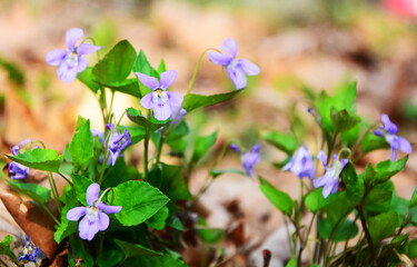 spring flowers in the forest