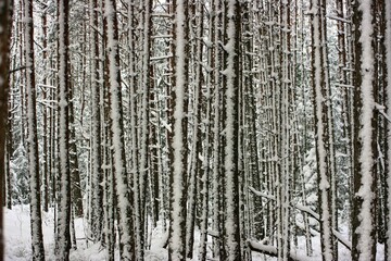 Obraz premium background