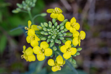 field mustard closeup