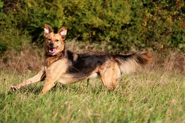 funny mixed shepherd dog is running on a field