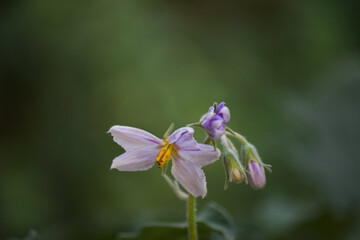 Eggplant flowers bloom in the pollen close up. vegetable wallpaper background photo