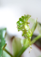 Begonia maculata Baby