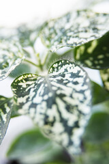 White Polka Dot Plant