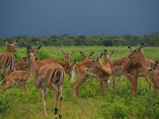 Impala herd 