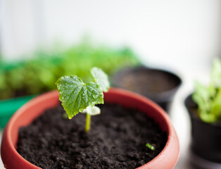 Seedlings of cucumbers in pots near the window, a green leaf close-up.