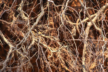 roots of old trees close up