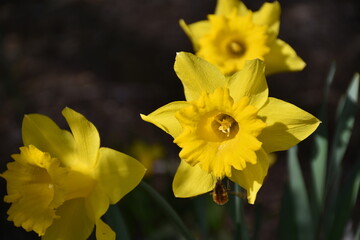 Osterglocke, Narzisse, Frühling, Frühlingsbote, Ostern, Gelbe Narzisse, gelb, Blüte, Trompete,...