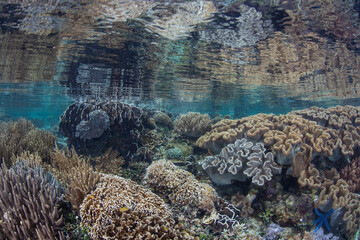 Naklejka na ściany i meble Healthy corals thrive in shallow water in Raja Ampat, Indonesia. This remote tropical region is known as the heart of the Coral Triangle due to its incredibly high marine biodiversity.
