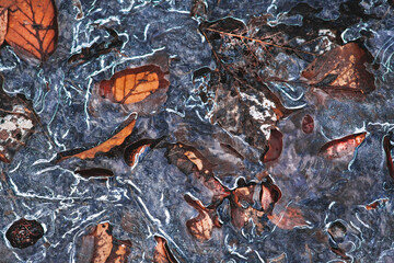 abstract texture of frozen dry leaves