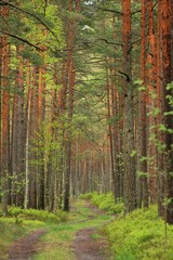 autumn in the forest