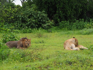 Naklejka premium Lion couple in green savannah 