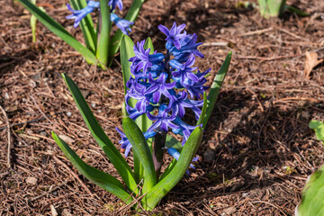 Hyacinth (Hyacinthus orientalis) 'Aida' a spring flowering bulbous plant with a blue springtime...