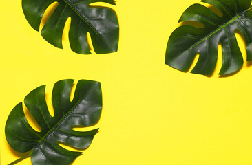Fototapeta na wymiar Monstera leaves on trendy yellow background.