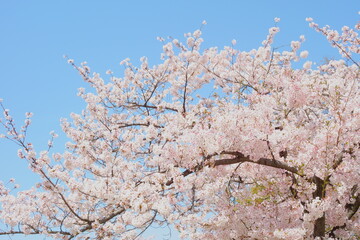 桜景色