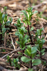 Menthe au printemps