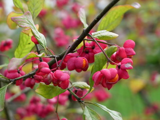 Blühende Pfaffenhütchen