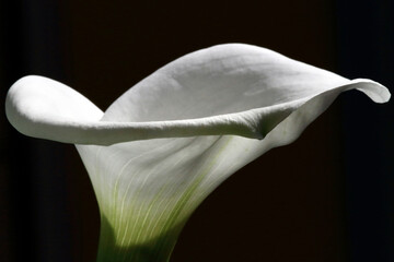 fiore di calla bianca, white calla flower
