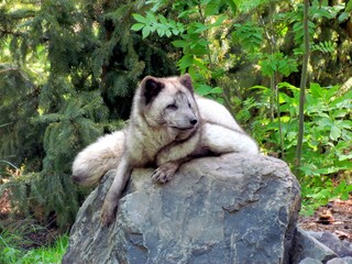 renard