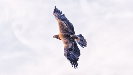 Steinadler