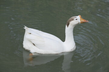 White Waterfowl enjoying in lake, India, Amethi.