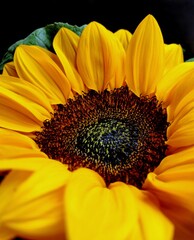 sunflower close up