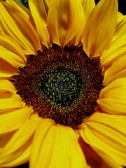 sunflower close up