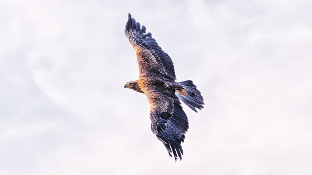 Steinadler