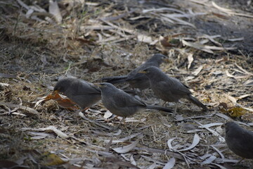Obraz premium Jungle babbler (Turdoidesstriata) common bird – Delhi -india.