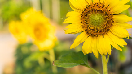 Sunflower natural background. Sunflower blooming. Close-up of sunflower. in Thailand