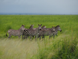 Fototapeta na wymiar Zebras in green savannah 