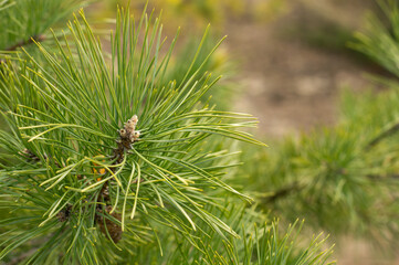 On a blurred background of the spring forest, a pine branch.