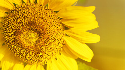 Obraz premium Sunflower natural background. Sunflower blooming. Close-up of sunflower. in Thailand