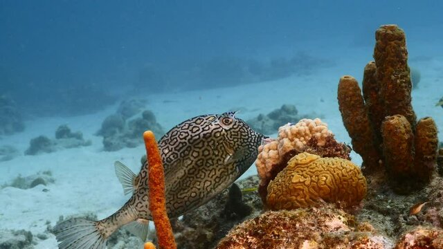Honeycomb Cowfish in coral reef of Caribbean Sea, Curacao