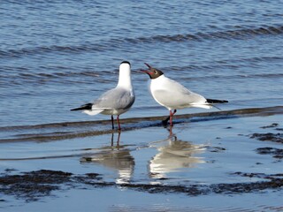 seagull on the beach