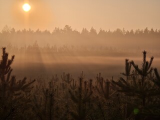 Morning Breeze © Olivvier