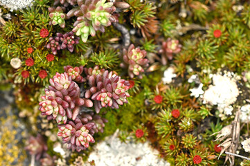 Sedum crassulaceae red herbs