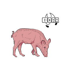 Small pig is eating. Pink tone.