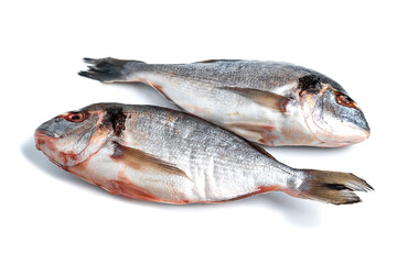 Fresh dorado isolated on white background