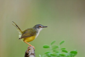 Juvenile of yellow-bellied prinia (Prinia flaviventris) with shorter tail while perching on branch