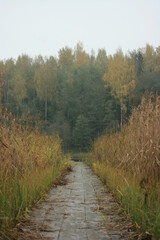 Fototapeta premium path in autumn forest